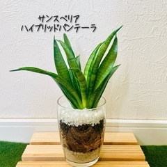 サンスベリア　ハイブリッド　パンテーラ　観葉植物　ハイドロカルチャー