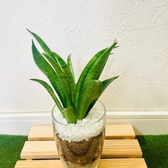 サンスベリア　ハイブリッド　パンテーラ　観葉植物　ハイドロカルチャーの画像