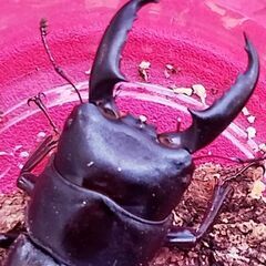 【取引中】ハチジョウヒラタＡ型　♂♀♀(トリプル)　24年羽化個体の画像