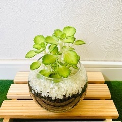 アロマティカス　ライムシャワー　観葉植物　ハーブ　ハイドロカルチャーの画像