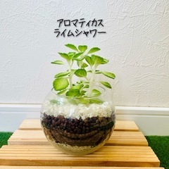 アロマティカス　ライムシャワー　観葉植物　ハーブ　ハイドロカルチャー