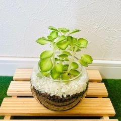 アロマティカス　ライムシャワー　観葉植物　ハーブ　ハイドロカルチャーの画像
