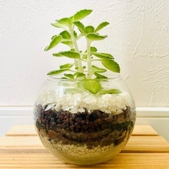 アロマティカス　ライムシャワー　観葉植物　ハーブ　ハイドロカルチャーの画像