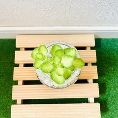 アロマティカス　ライムシャワー　観葉植物　ハーブ　ハイドロカルチャーの画像