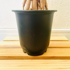 姫紅小松　トリコディアデマ　ブルボスム　多肉植物　塊根植物　鉢植えの画像