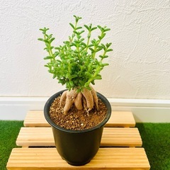 姫紅小松　トリコディアデマ　ブルボスム　多肉植物　塊根植物　鉢植えの画像