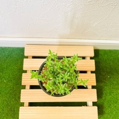姫紅小松　トリコディアデマ　ブルボスム　多肉植物　塊根植物　鉢植えの画像