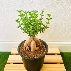 姫紅小松　トリコディアデマ　ブルボスム　多肉植物　塊根植物　鉢植えの画像