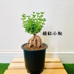 姫紅小松　トリコディアデマ　ブルボスム　多肉植物　塊根植物　鉢植え