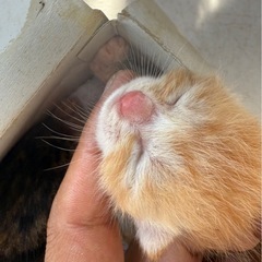 里親を急募します - 猫