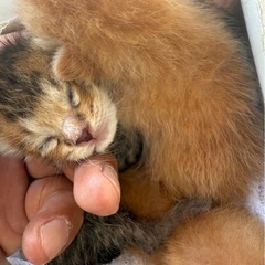 里親を急募します − 愛知県