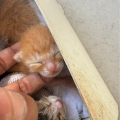 里親を急募します - 里親募集