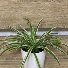 オリヅルラン　
〈成長したので画像更新しました〉