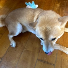 豆柴雄2022年9月14日生まれ - 犬