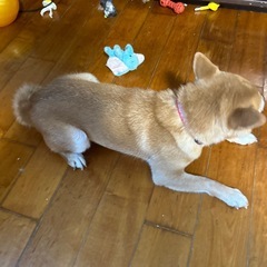 豆柴雄2022年9月14日生まれ − 熊本県