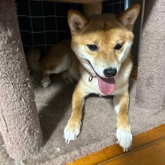 豆柴雄2022年9月14日生まれ - 熊本市