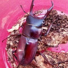 ミシマコクワガタ♂1♀2トリプル！25年羽化新生虫