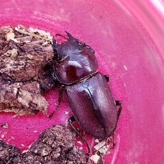 【取引中】ミシマコクワガタ♂1♀2トリプル！25年羽化新生虫の画像