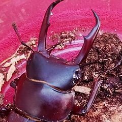 【取引中】ミシマコクワガタ♂1♀2トリプル！25年羽化新生虫の画像