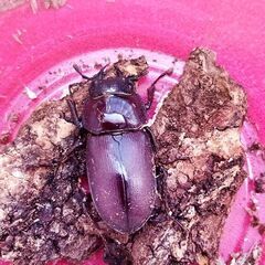 【取引中】ミシマコクワガタ♂1♀2トリプル！25年羽化新生虫の画像