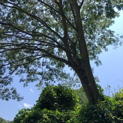 無料❗️伐採した後の木をもらってくださいの画像