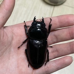 能勢SR使用済み♀まとめ売り