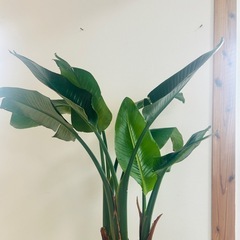 オーガスタ🪴【観葉植物】の画像