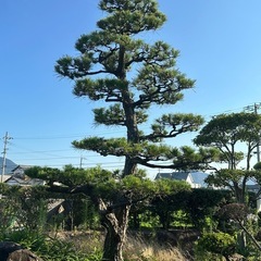 松の木の画像