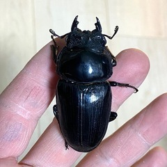 能勢SR♀3頭セット　フリーサイズ