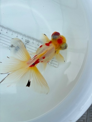 金魚 ★キャリコ蝶尾 ★ ‪☆4匹5000円‪☆