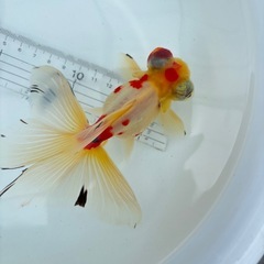 金魚 ★キャリコ蝶尾 ★ ‪☆4匹5000円‪☆の画像