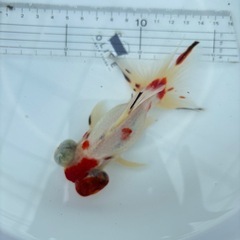 金魚 ★キャリコ蝶尾 ★ ‪☆4匹5000円‪☆の画像