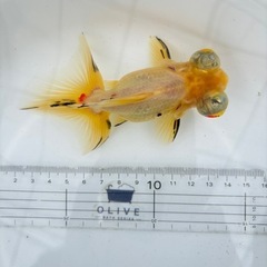 金魚 ★キャリコ蝶尾 ★ ‪☆4匹5000円‪☆の画像