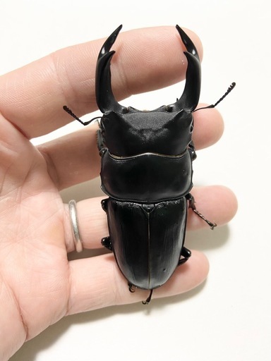 能勢SRオオクワガタ80UP3頭