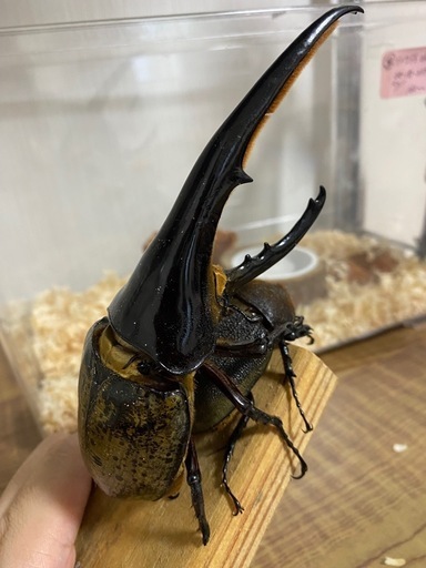 OAKS血統 ヘラクレスオオカブト オスメス幼虫~120台各種