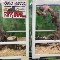 ☆ヘラクレス幼虫☆【ギネス血統OAKS】【極太メテオ血統】幼虫2種【カブト虫】カブトムシの画像