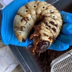 ☆ヘラクレス幼虫☆【ギネス血統OAKS】【極太メテオ血統】幼虫2種【カブト虫】カブトムシの画像