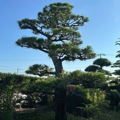 松の木の画像