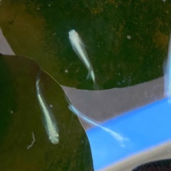 幹之メダカ3匹の画像