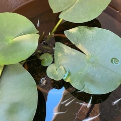 幹之メダカ3匹の画像