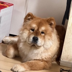 飼っていただける方