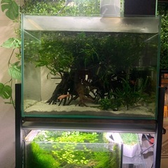 ボルビティス ヒュッデロッティ 水草　