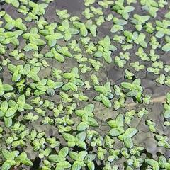 水草マツモ　メダカに最適③の画像
