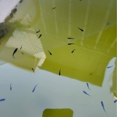 サタン 若魚 15匹400円の画像