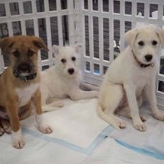 🍓約3ヶ月の子犬3匹同時里親緊急募集