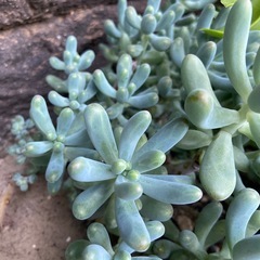 多肉植物　取り放題の画像