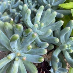 多肉植物　取り放題の画像