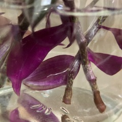 植物　観葉植物　トラディスカンティアセブリナ　の画像