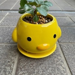 カランコエ　多肉植物の画像