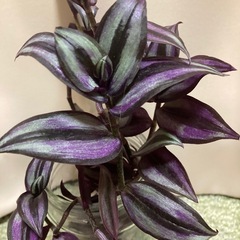 植物　観葉植物　トラディスカンティアセブリナ　の画像